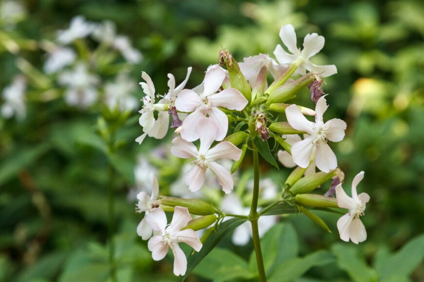 LFRabanedo/shutterstock.com