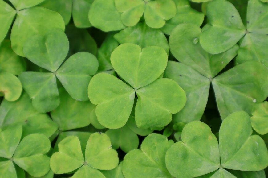 ChunPicture/shutterstock.com