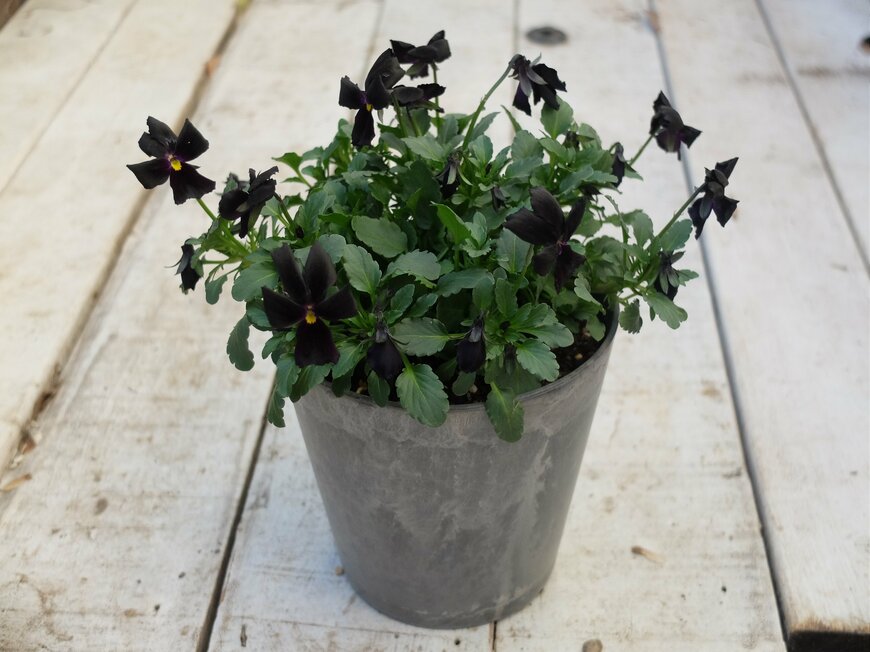 筆者撮影（セリア、ストーン調プランター 4号鉢）