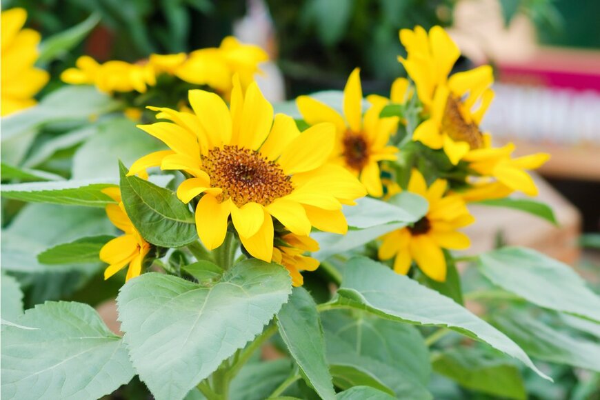 Yui Yuize/Shutterstock.com