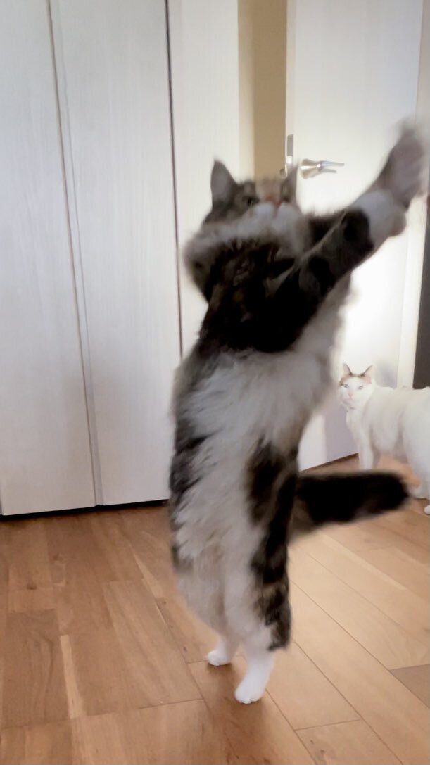 出所：@tsukune216