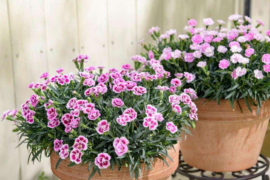 出所：サントリーフラワーズ ミーテ