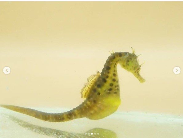 出所：@seahorsehouse_jp