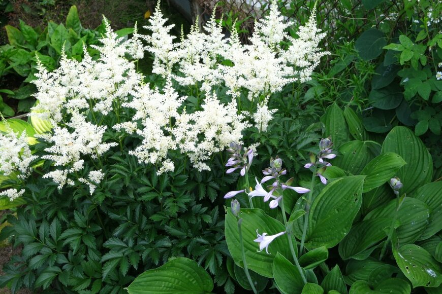 Olga Glagazina/shutterstock.com