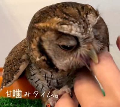 【手とたわむれるフクロウ】飼い主の手を甘噛みしてたわむれるフクロウが可愛すぎる！手をハムハムしながらとろける表情に癒される