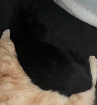 出所：＠Teagle_Noir