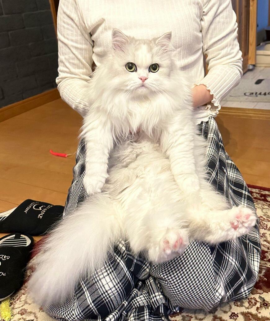 出所：@NEKOLAND13