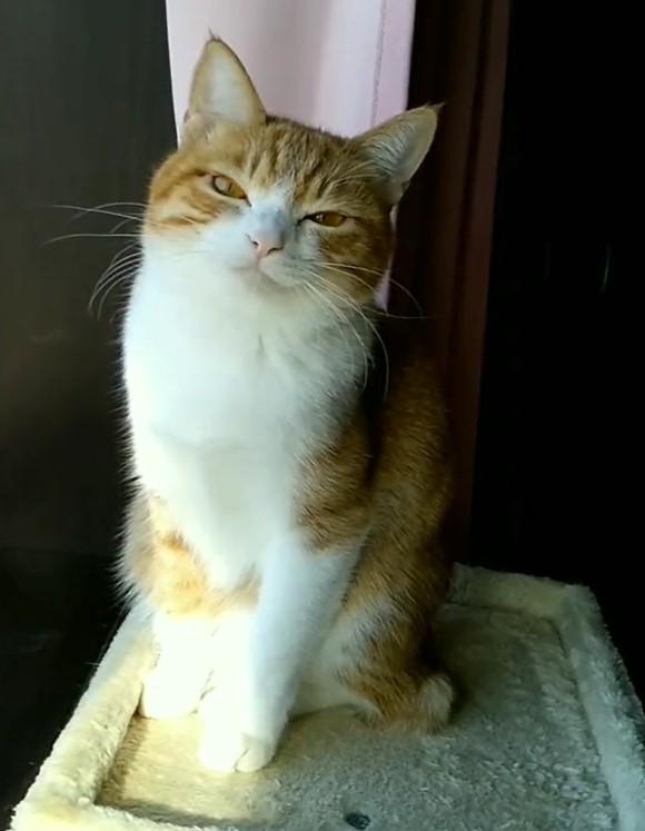 出所：@mero627puri914