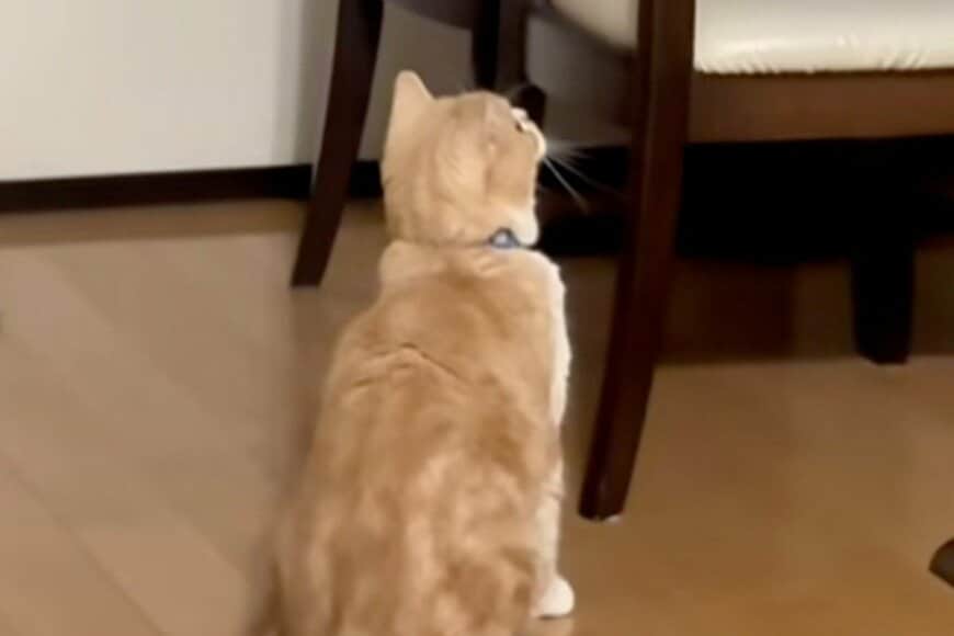 【噓でしょ】高いところでくつろぐ猫　その状況を羨む「猫の行動」に思わず笑ってしまう