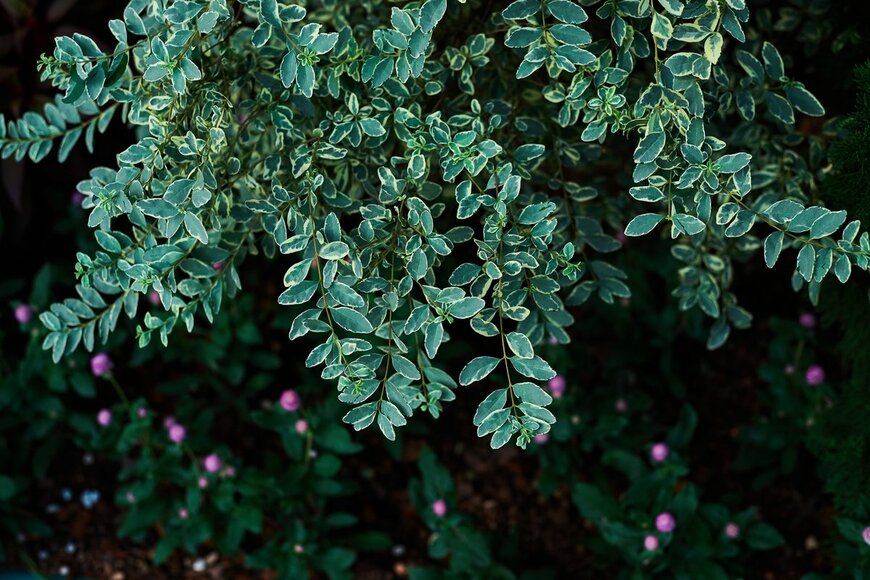 Mr.Cito/shutterstock.com