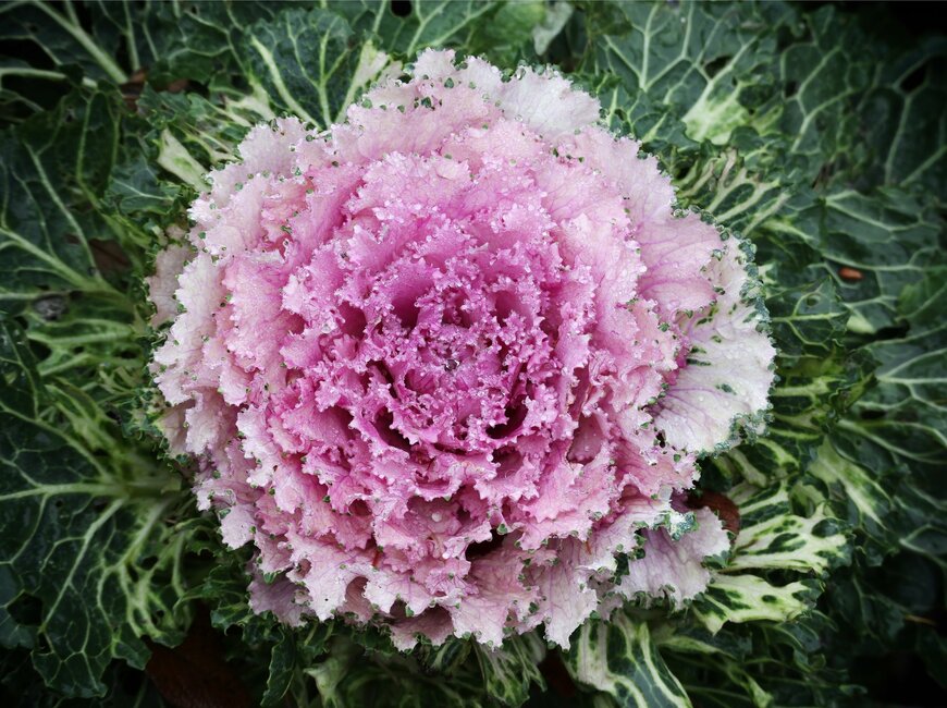 Sergey Goryachev/Shutterstock.com