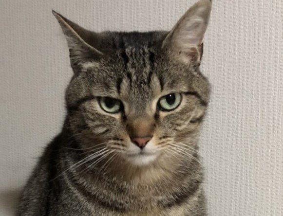 出所：@mero627puri914