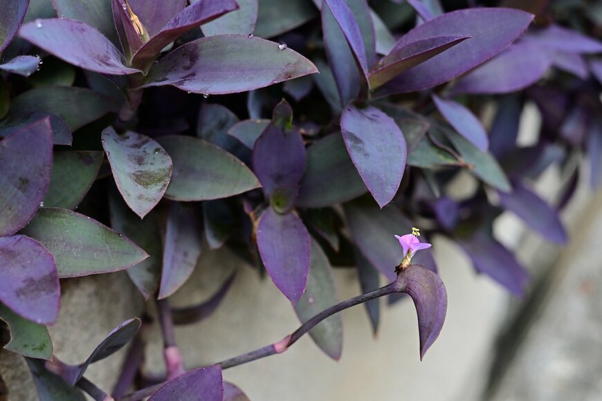 Takaeshiro/shutterstock.com