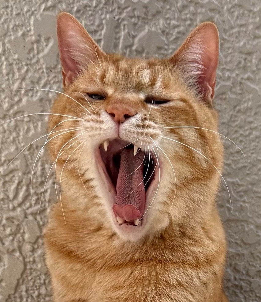 出所：@Beercat_Ana_Dar