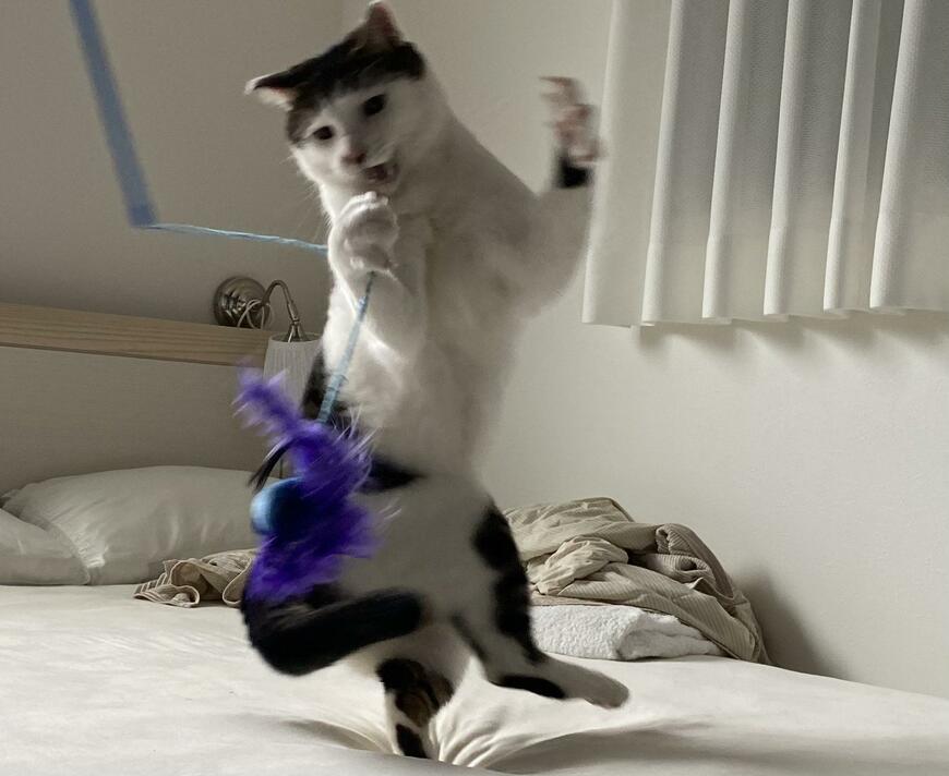 出所：@Saeroyi_cat