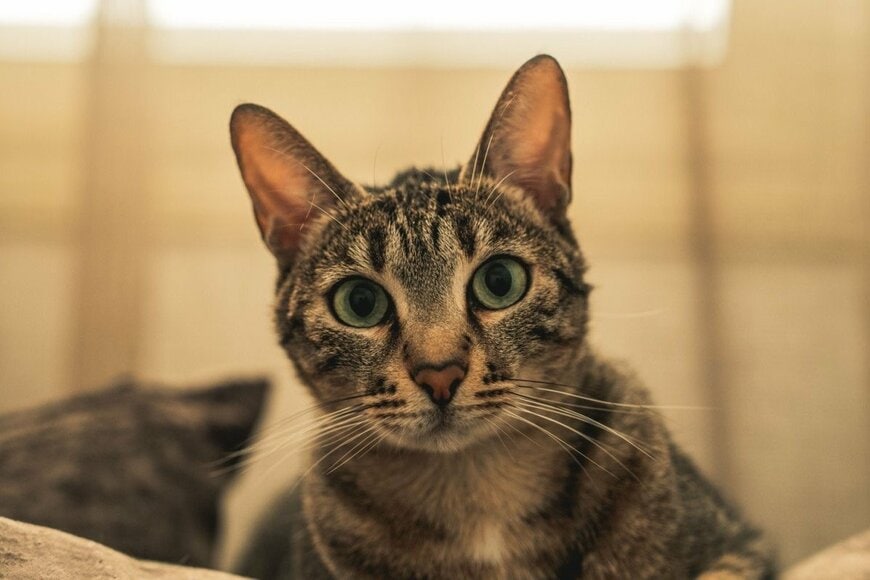 帰宅後、愛猫を探していると…　隠れていた「まさかの場所」に思わず目を疑う