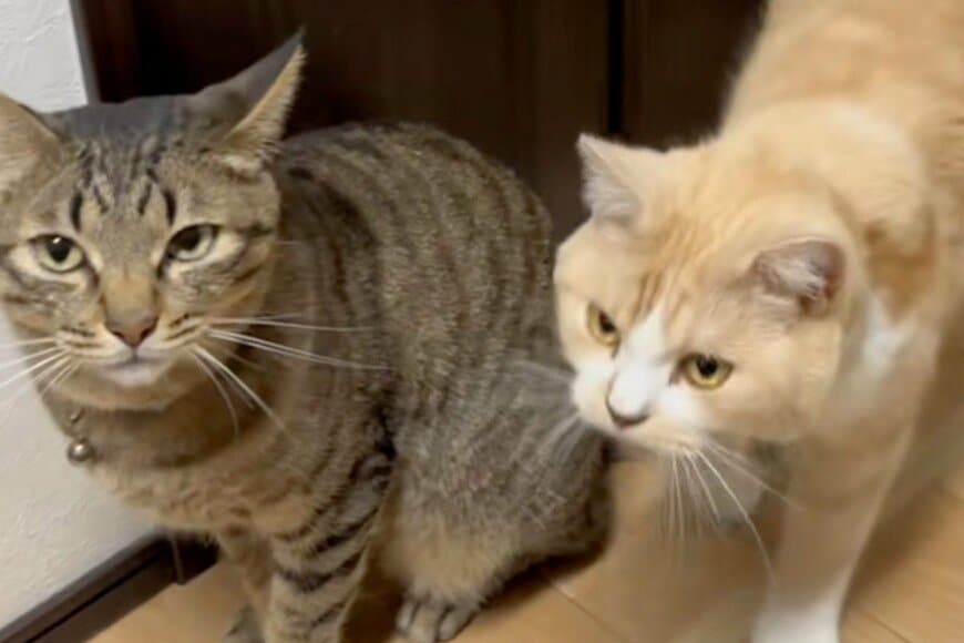 2匹の猫が見せた「斬新なごはんの待ち方」に思わず二度見　まさかの姿に思わずにっこり
