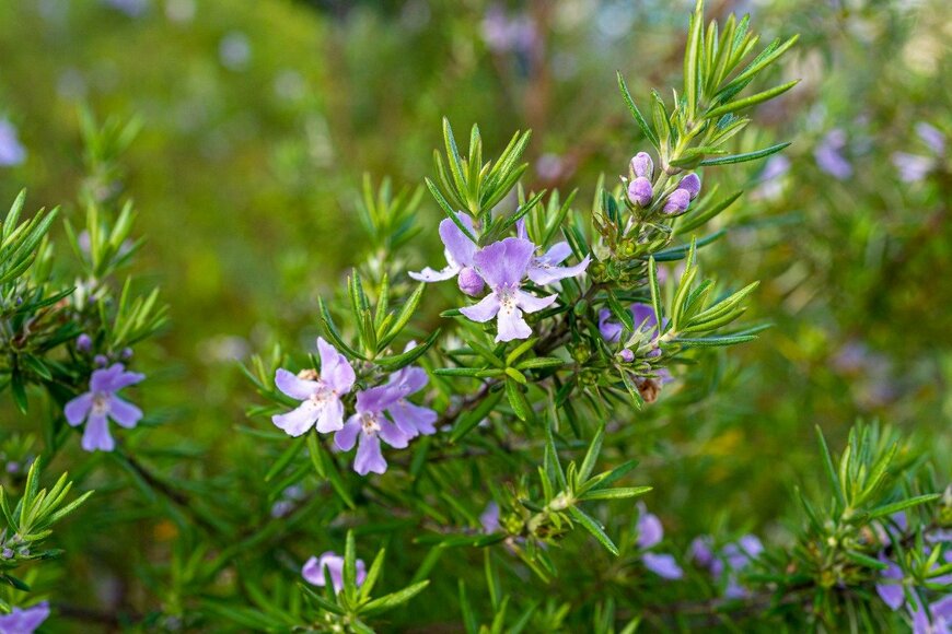 icebergpicture/istockphoto.com