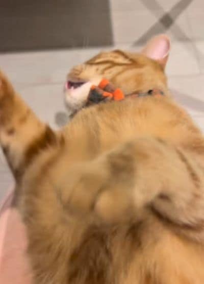 出所：＠mocchinokimochi