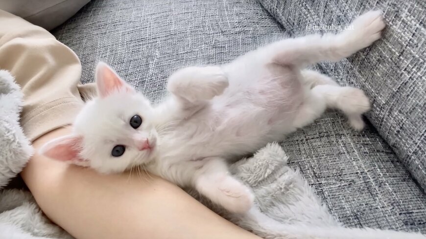 出所：@meltube_cat