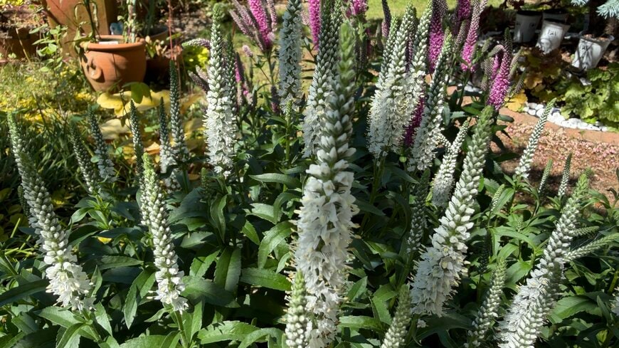 わが家の庭に「植えっぱなし」で、春から晩秋まで花が咲き続ける〈花穂が個性的で美しい多年草〉ホワイトカラー&立体感がおしゃれで素敵です