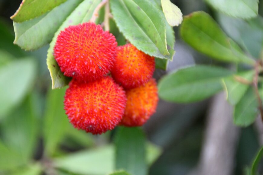 Gurcharan Singh/shutterstock.com