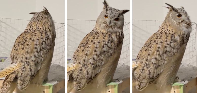 出所：@HardcoreOwl0911