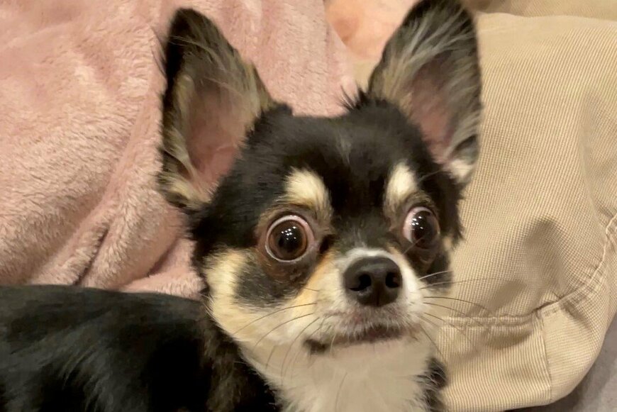 出所：@gomachihuahua