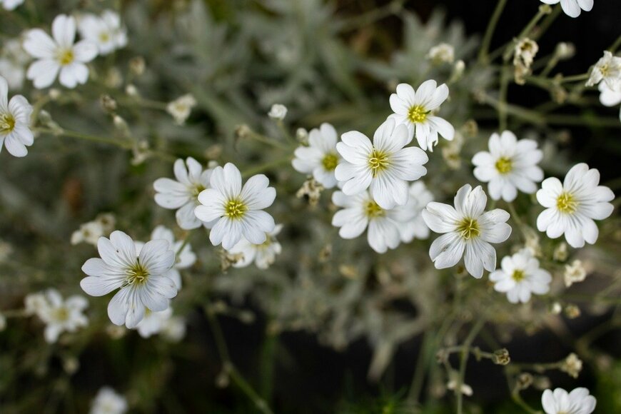 Dorin Puha/istockphoto.com