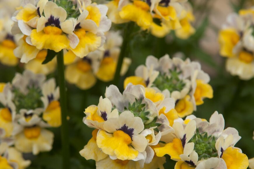 InfoFlowersPlants/shutterstock.com