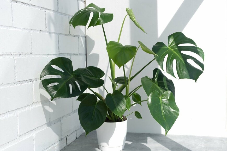 Marina Gorevaya/istockphoto.com