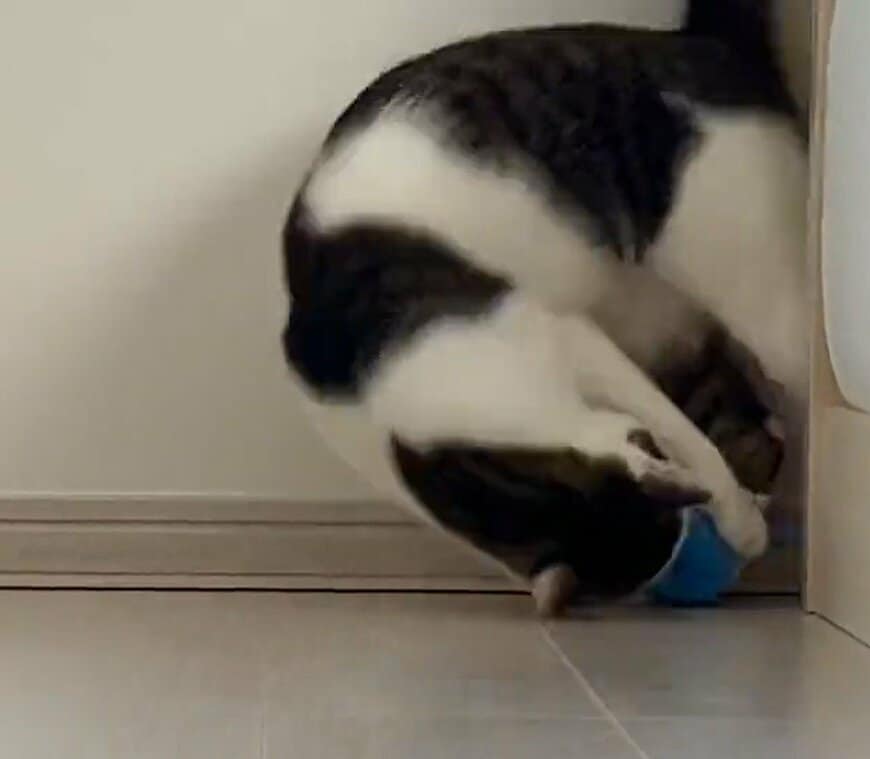 出所：@Saeroyi_cat