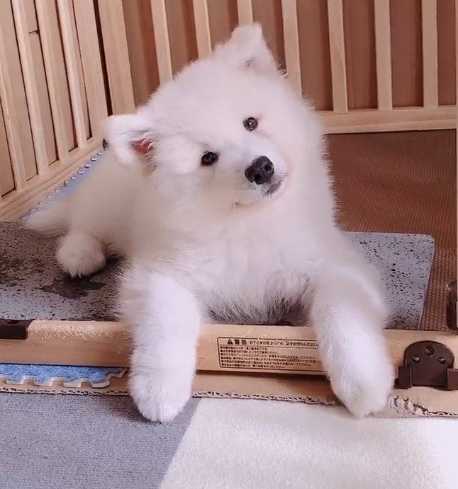 出所：@samoedsoran