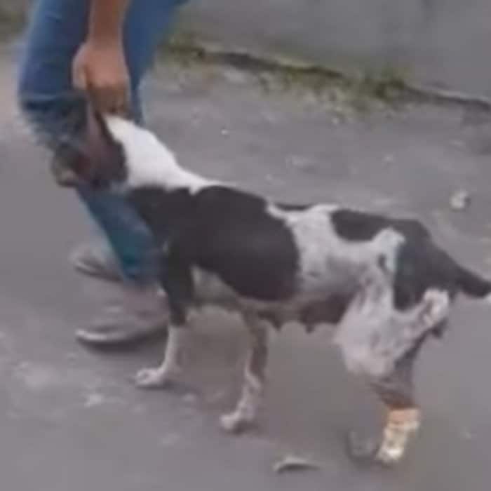  車に轢かれた犬を救助、脚を失うも元気に回復した姿に応援の声