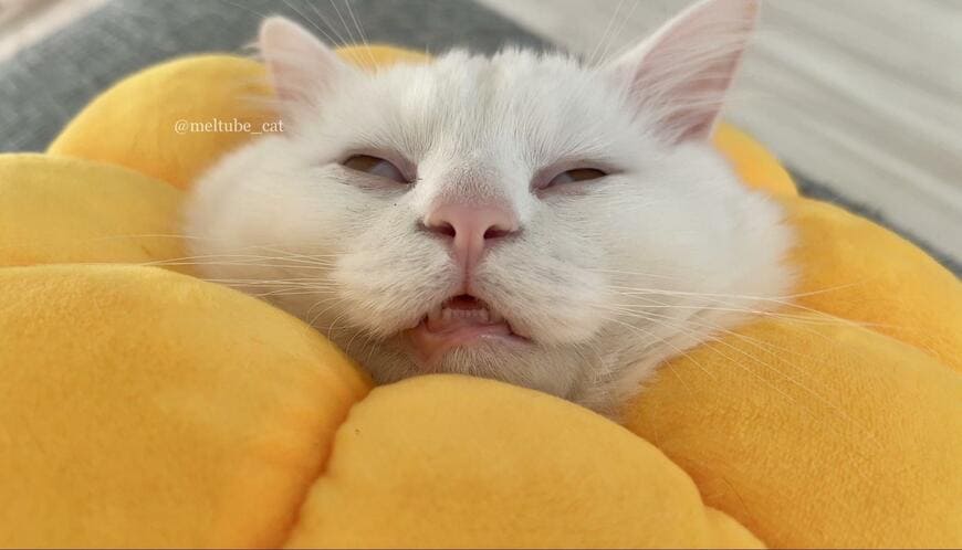 出所：@meltube_cat