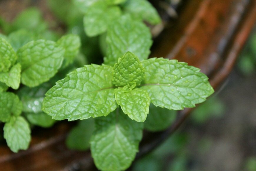 MANORANJAN MISHRA/istockphoto.com