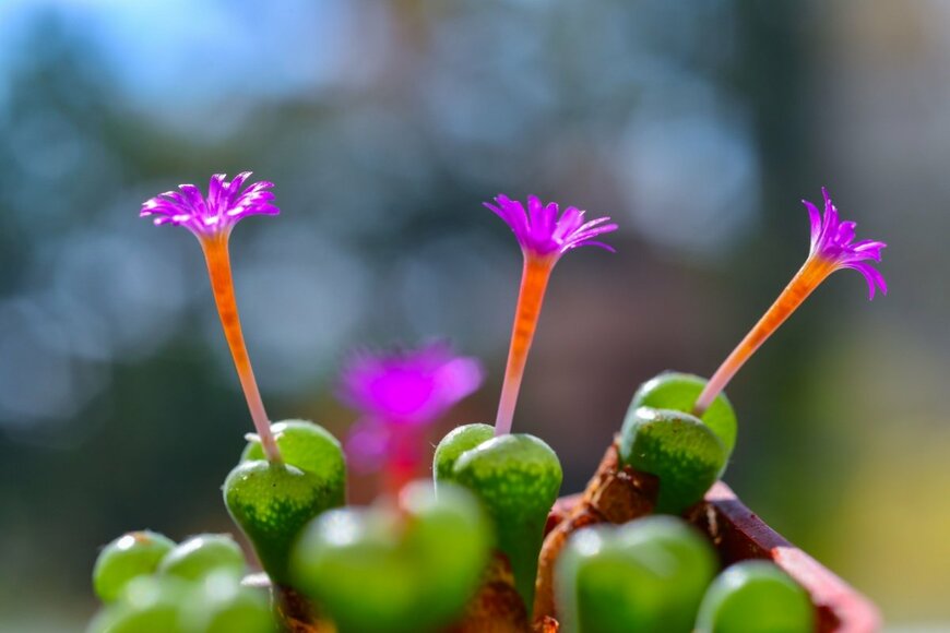 【多肉植物】団地やワンルームなどの「狭い玄関にも置きやすい多肉植物」厳選3つ