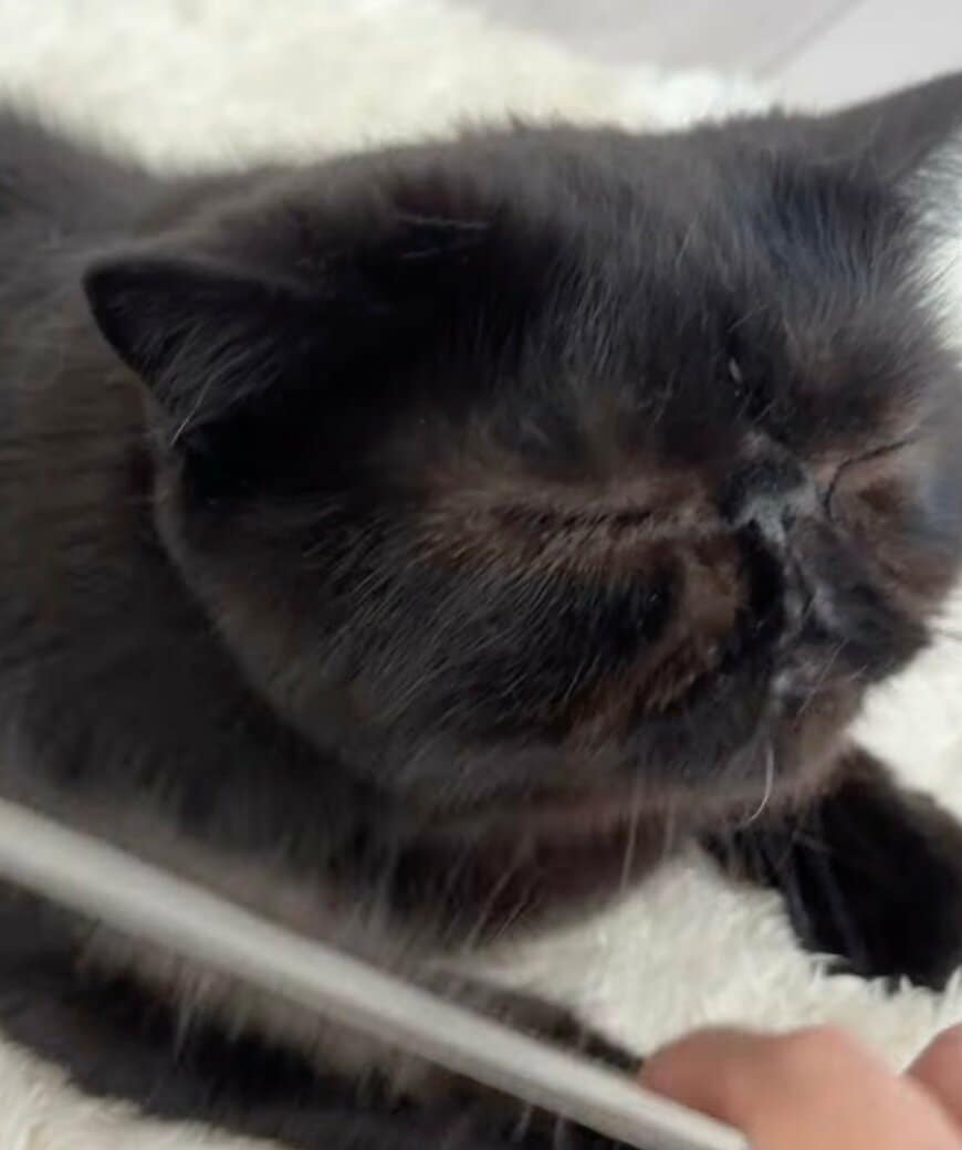 出所：@kotetsu_0420