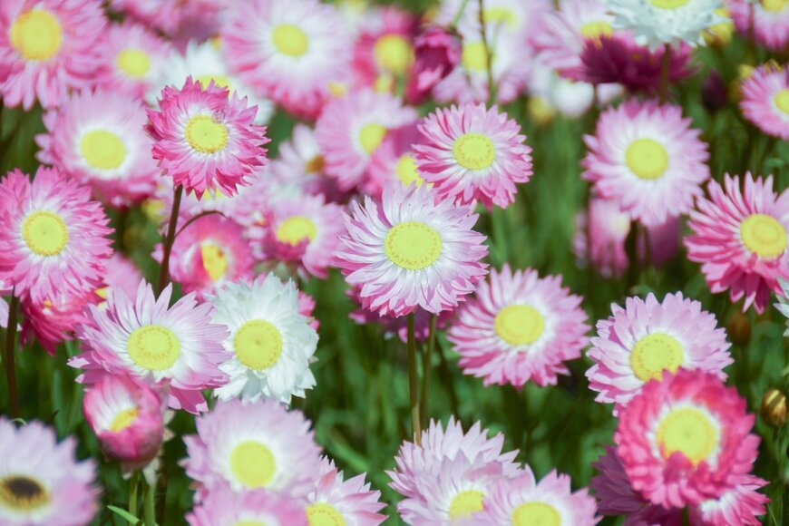 Maria Schepers/shutterstock.com