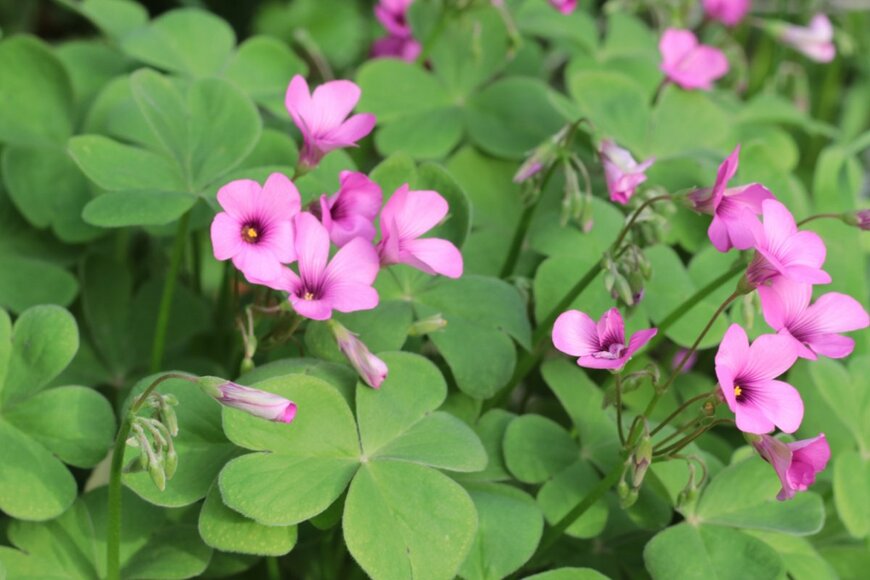 Vedat Oguzcan/shutterstock.com