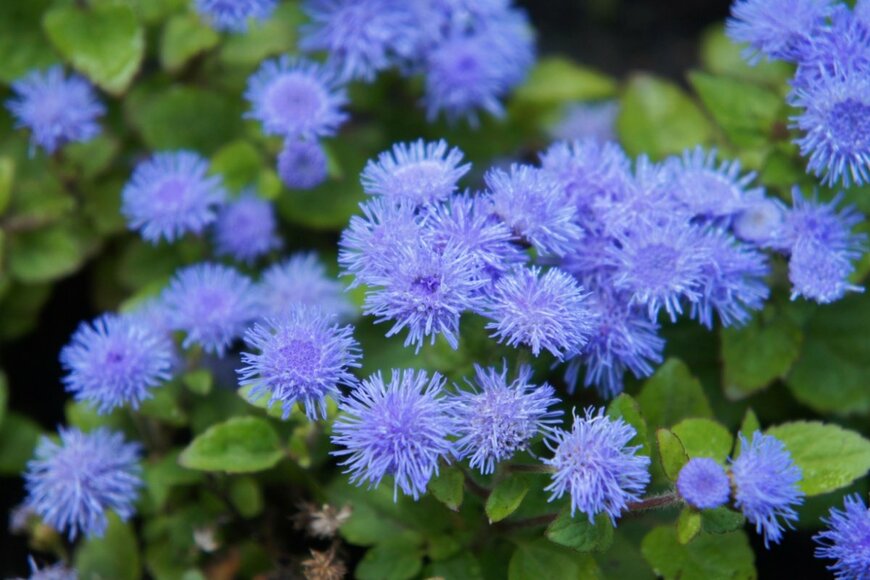 アゲラタムの花。色は青。