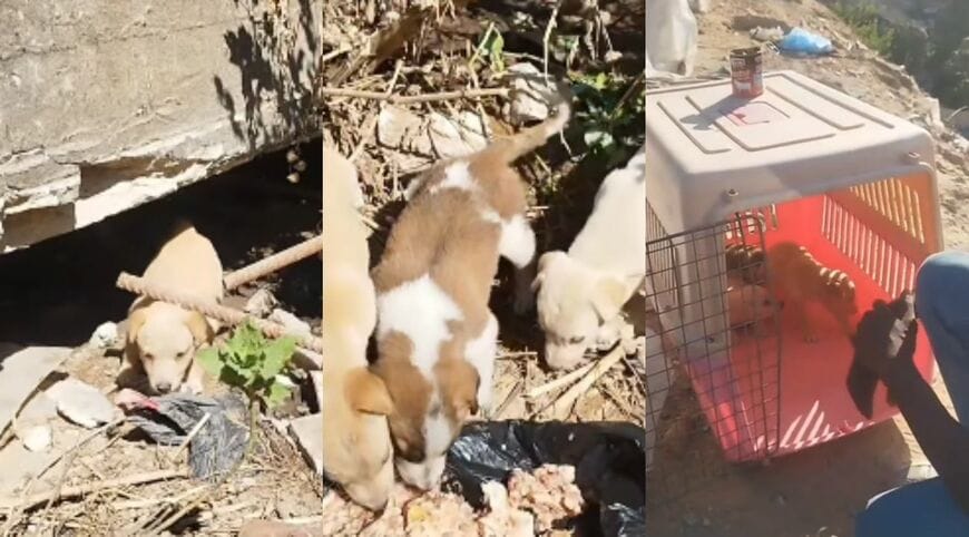 瓦礫の下に取り残されていた子犬