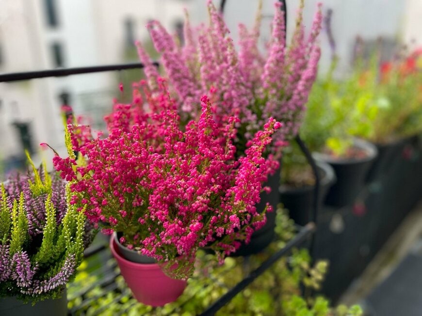 濃いピンクや淡いピンク、うす紫色の花を咲かせている、エリカ