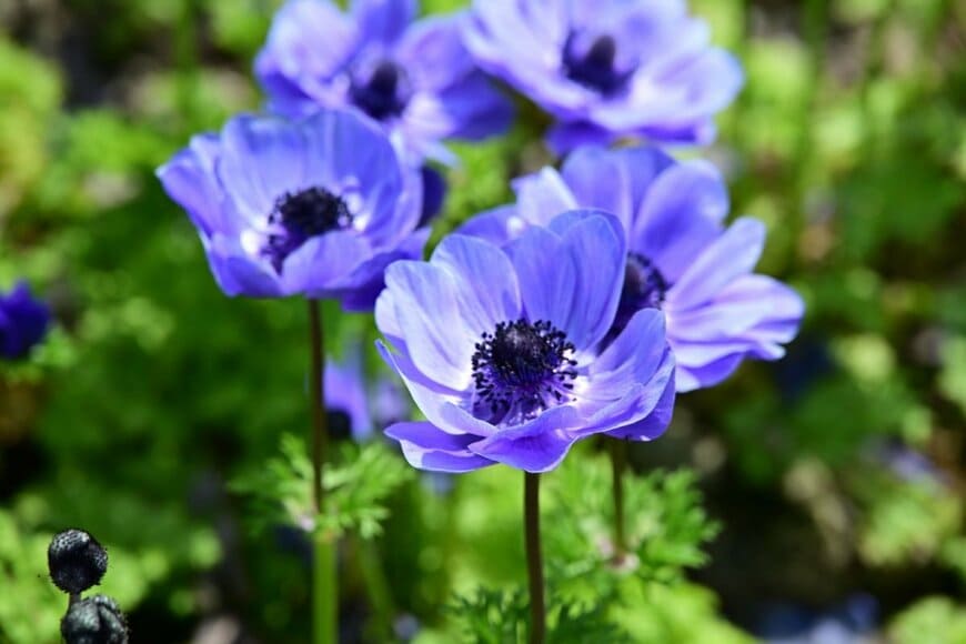 青い花を咲かせている、アネモネ
