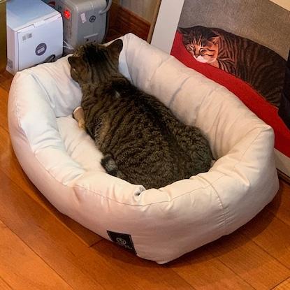 ニトリ、ペットベッド(Nホテル シカクGY)画像