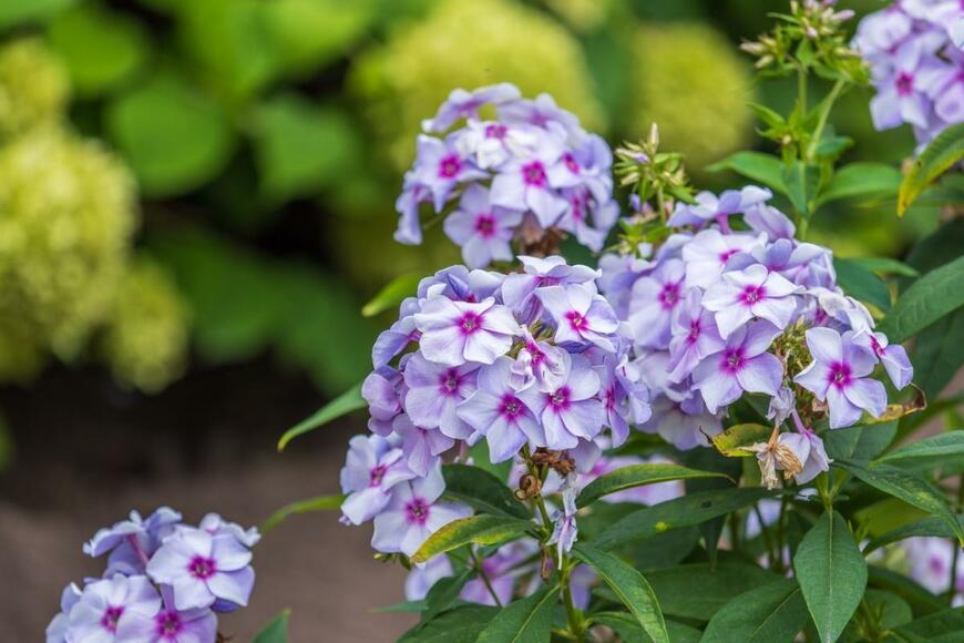 庭の通路に咲いているアジサイに似ている花・フロックス