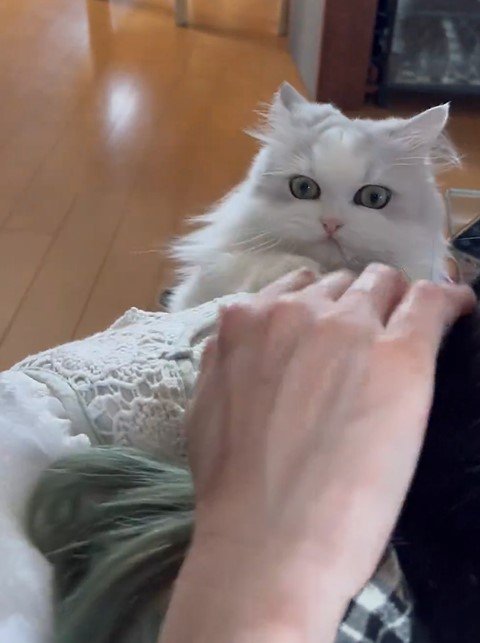 かまってほしい猫