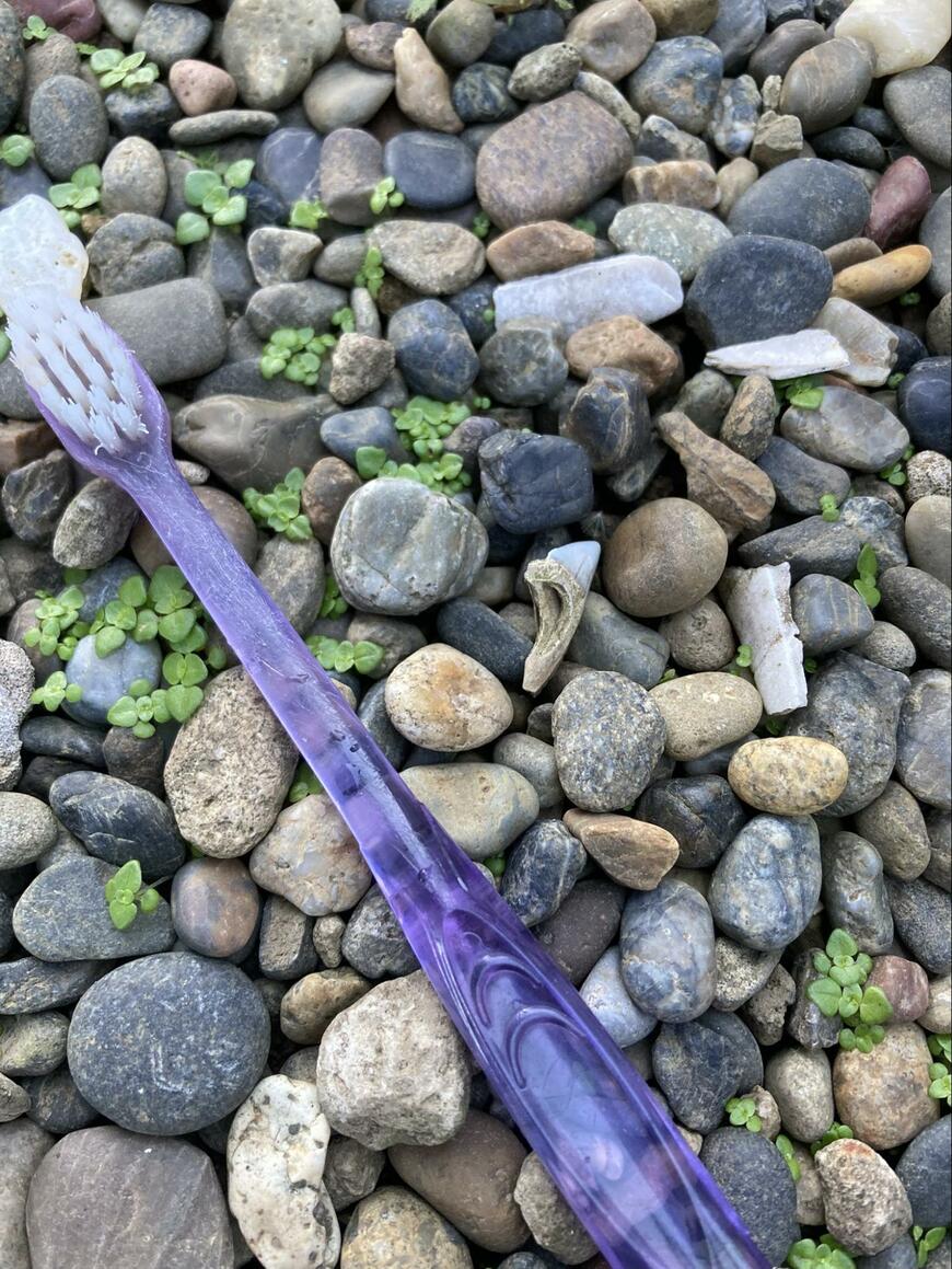 自宅の庭で発見したもの