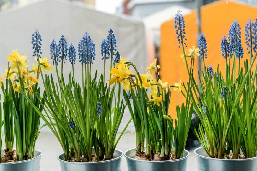 スイセンとムスカリの寄せ鉢