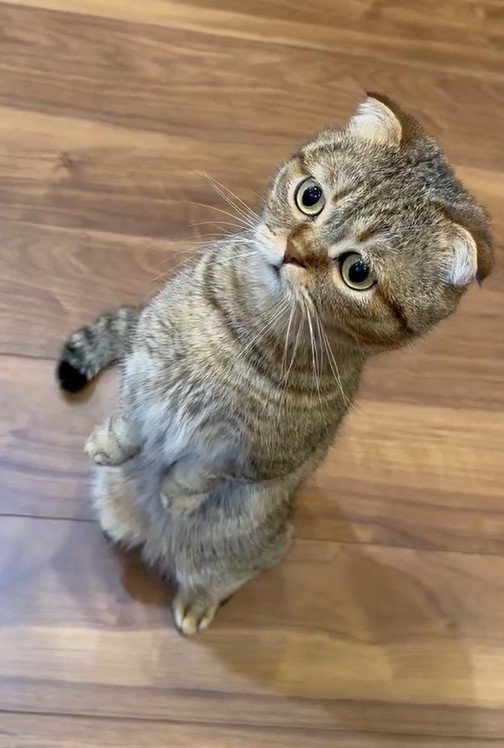 微動だにしない猫